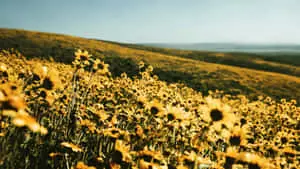 a field of sunflowers in the middle of a hill
