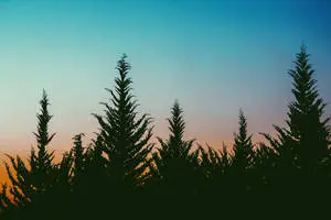 Nature's Beauty is Aesthetic