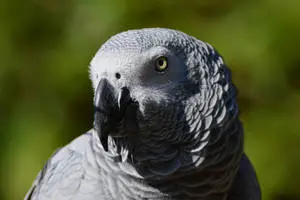 Majestic African Grey Parrot perching