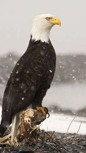 Eagle Symbol Of America Iphone Background