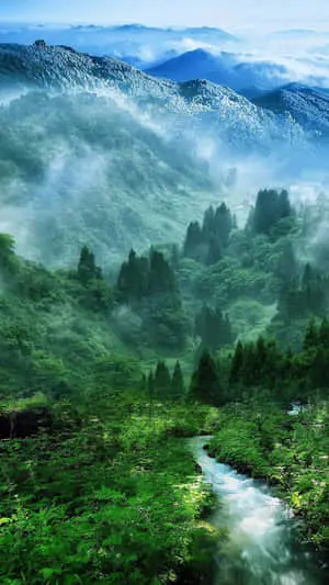 Beautiful Green Forest  For Android Nature