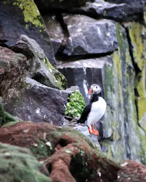 Atlantic Puffin Birds In Nature