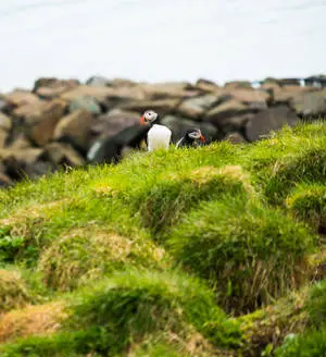 Atlantic Puffins Birds In Nature