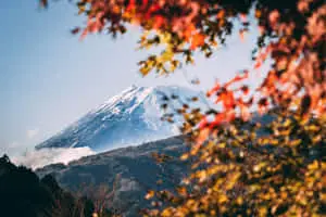 Autumn Trees Covering Fuji Mountain