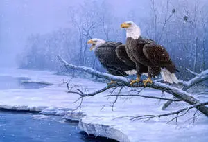 A Majestic Bald Eagle Perched by the Snowy River