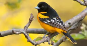 Stunning Close-Up of a Baltimore Oriole Bird