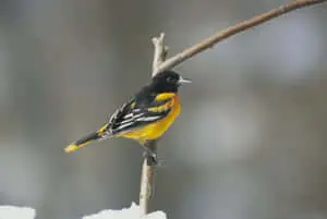 Baltimore Oriole Bird Tree Branch Photography Picture
