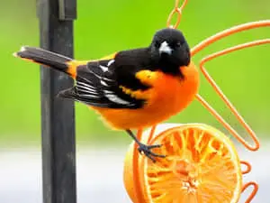 Brilliant Baltimore Oriole Bird Bathing in Sunshine