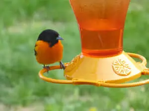 Majestic Baltimore Oriole Bird in its Natural Habitat