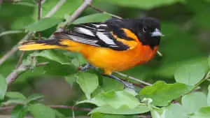 Majestic Baltimore Oriole Bird in Natural Environment