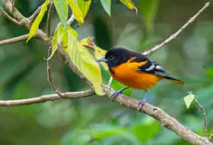 Baltimore Oriole Bird Tree Leaves Animal Photography Picture