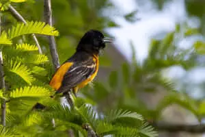 Baltimore Oriole Bird Yellow Orange Soft Focus Photography Picture