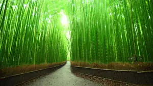 Bamboo 4K Pathway Kyoto Japan