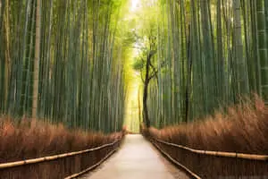 Bamboo Forest Path With Dried Grass