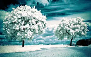 Serene Nature Landscape