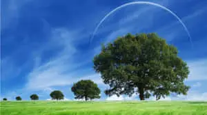 a green field with trees and a blue sky