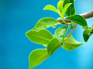 A close-up of the beauty of nature