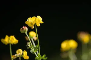 Beautiful Fenugreek Flowers