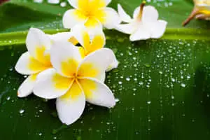 Plumeria Beautiful Flowers Pictures