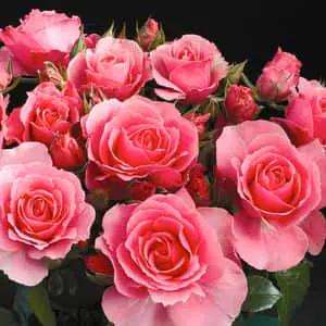 Blooming Roses Beautiful Flowers Pictures