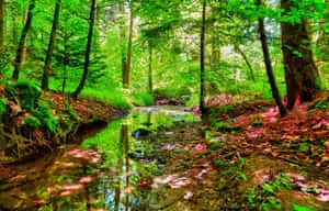 Beautiful Forest 1176 x 753 wallpaper