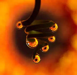  A Stunning Close-up View of Nature's Intricate Details 