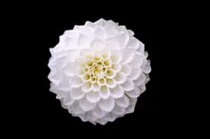 Stunning Close-up of Nature's Beauty