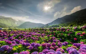 Refresh Your Mind with the Beauty of Nature 