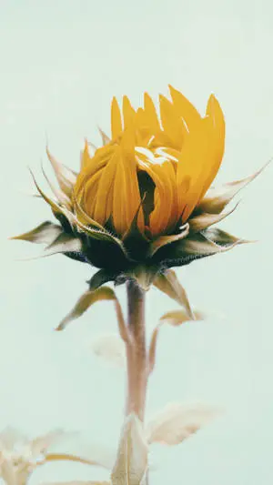 Beautiful Nature Closed Flower