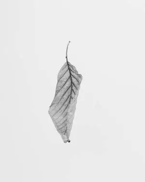 Beautiful Nature Falling Leaf