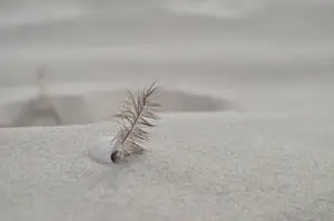 Beautiful Nature Feather And Shell