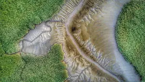 Beautiful Nature Forest Aerial View
