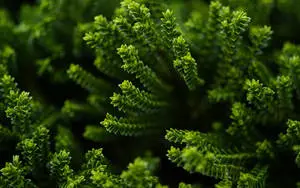 Beautiful Nature Photography Hinerua