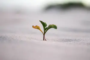 Beautiful Nature Tiny Plant In Snow