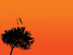 Beautiful Nature Tree Silhouette