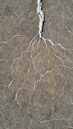 Beautiful Nature White Plant Roots