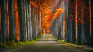 Beautiful Path In The Dark Woods