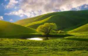 Beautiful Nature Picture