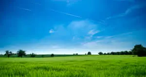 Beautifully Untouched Forest Landscape