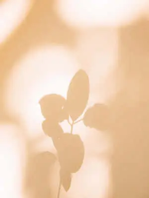 a leaf on a plant