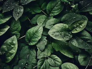 Big 3D Desktop Wet Leaves