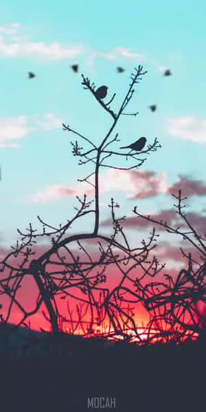 Silhouette Of Bird iPhone Screensaver