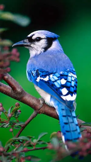 Berry-Eating Blue Bird iPhone Background Image