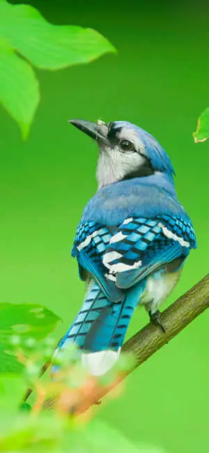  Beautiful Blue Jay Bird iPhone Nature Image