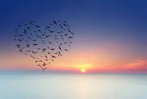 Bird Life In The Sky