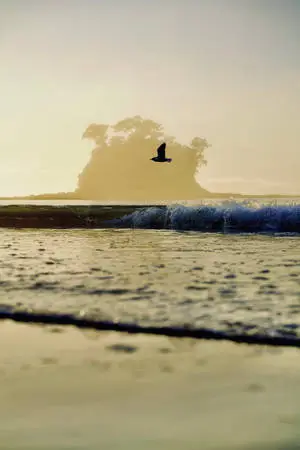 Birds Flying Over The Shore Nature