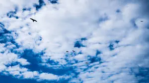 Majestic birds soar through a blue cloudy sky