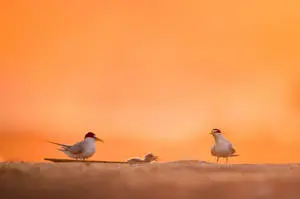 Birds In Nature Orange Sky