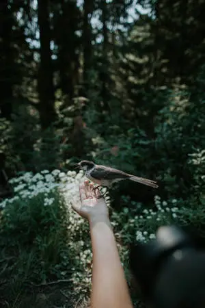 Birds In Nature Photography