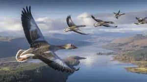 Birds in Soaring Flight Above a Scenic Highland Valley	